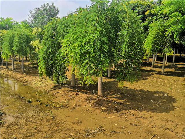 沭陽(yáng)長(zhǎng)景園林龍爪槐種植基地實(shí)拍圖片