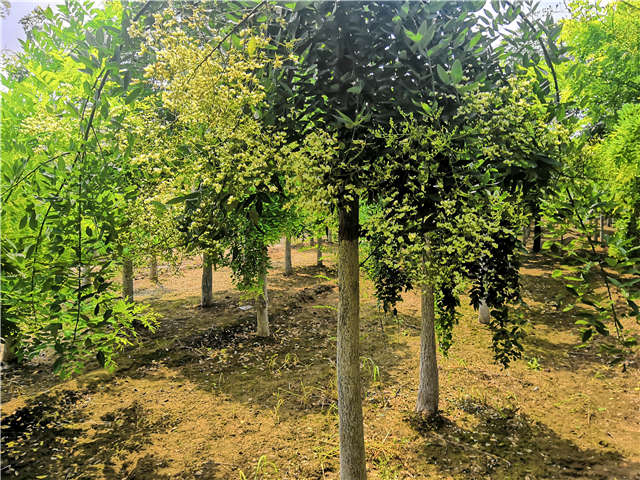 沭陽(yáng)長(zhǎng)景園林龍爪槐種植基地實(shí)拍圖片