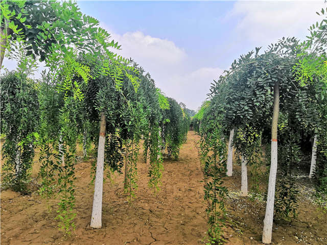 沭陽(yáng)長(zhǎng)景園林龍爪槐種植基地實(shí)拍圖片