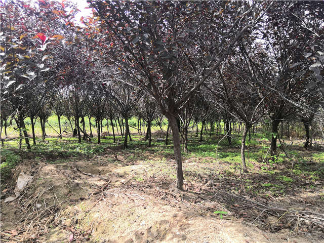 沭陽長景園林紫葉矮櫻種植基地實拍圖片