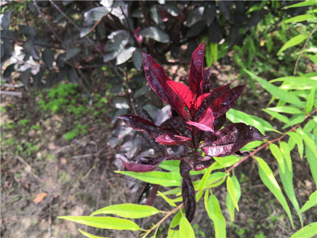 沭陽長景園林紫葉矮櫻種植基地實拍圖片