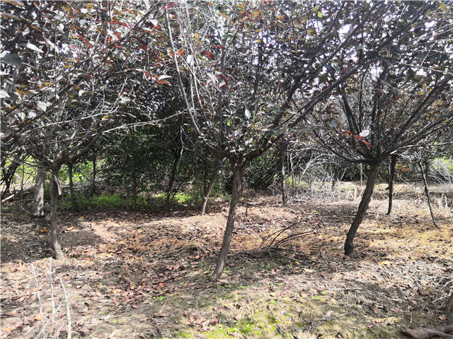 沭陽長景園林紫葉矮櫻種植基地實拍圖片