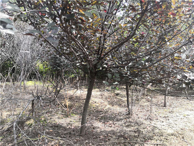 沭陽長景園林紫葉矮櫻種植基地實拍圖片