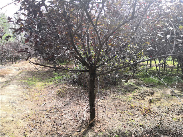 沭陽長景園林紫葉矮櫻種植基地實拍圖片