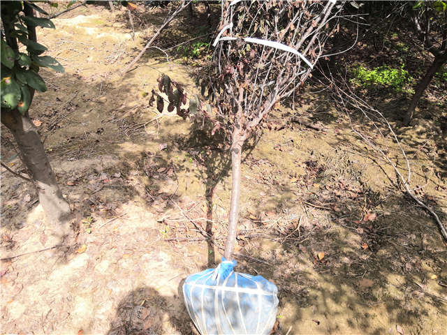 沭陽長景園林紫葉矮櫻種植基地實拍圖片