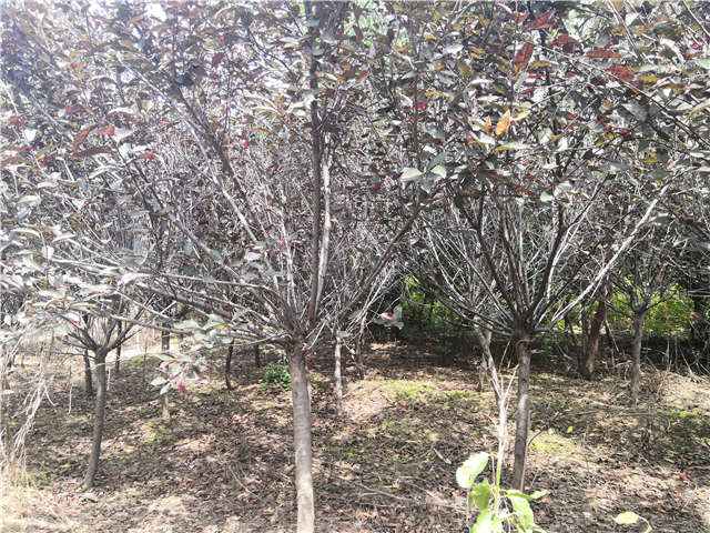 沭陽長景園林紫葉矮櫻種植基地實拍圖片