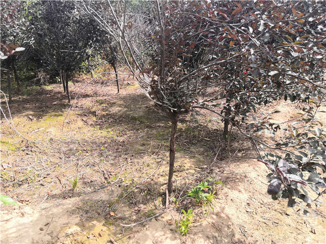 沭陽長景園林紫葉矮櫻種植基地實拍圖片