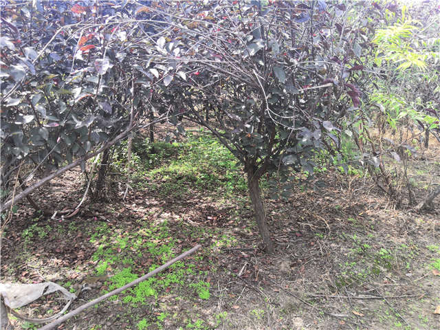 沭陽長景園林紫葉矮櫻種植基地實拍圖片