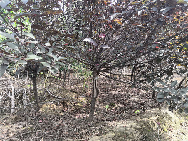 沭陽長景園林紫葉矮櫻種植基地實拍圖片