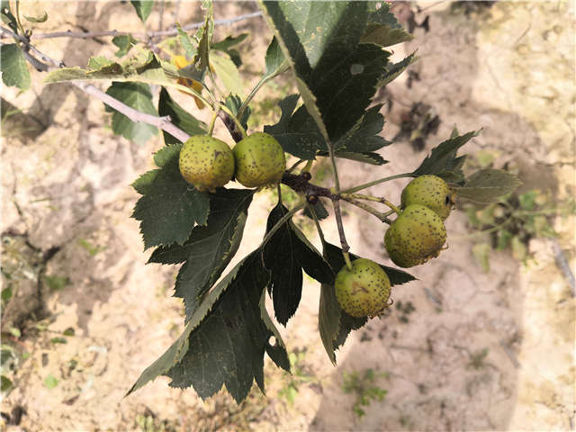 沭陽長景園林山楂種植基地實拍圖片