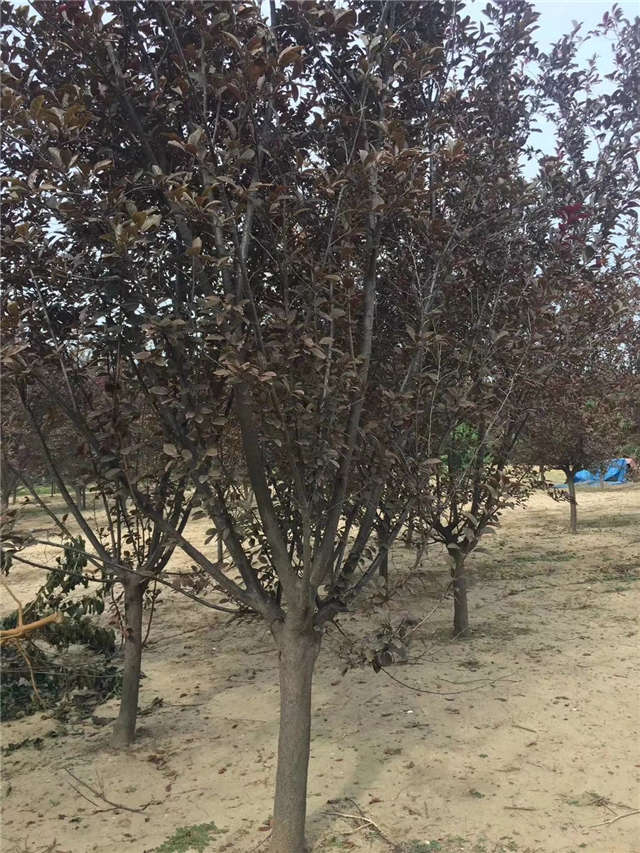 紫葉李照片種植基地實拍