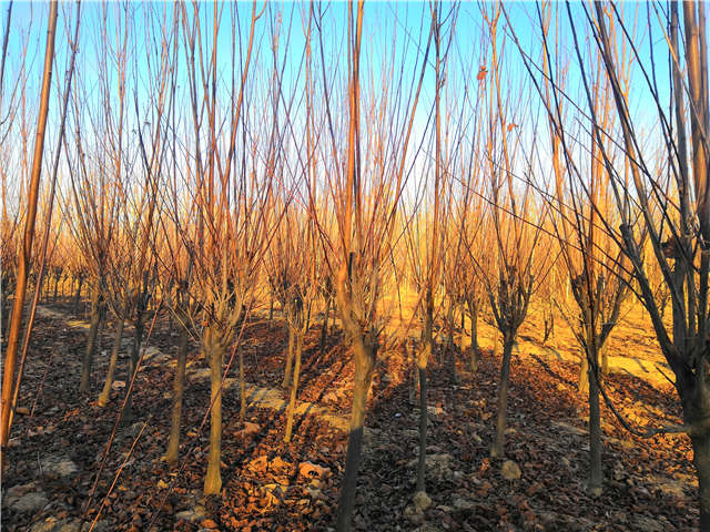 紫葉李照片種植基地實拍