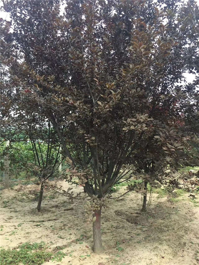 紫葉李照片種植基地實拍