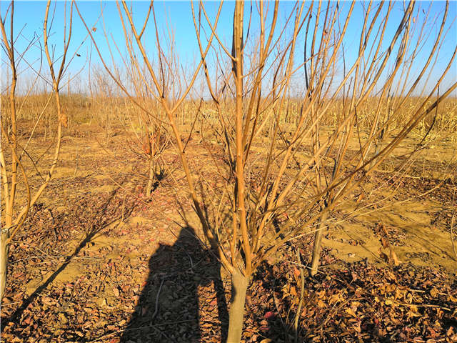 黃櫨照片種植基地實拍