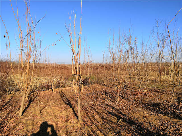 黃櫨照片種植基地實拍