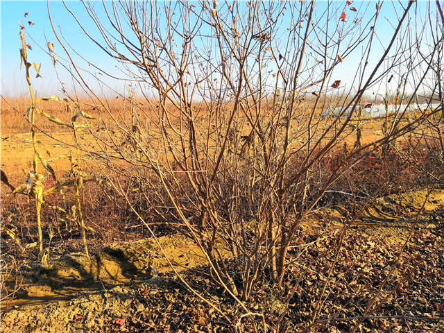 叢生黃櫨照片種植基地實拍