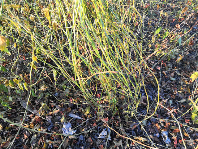 棣棠種植基地實拍