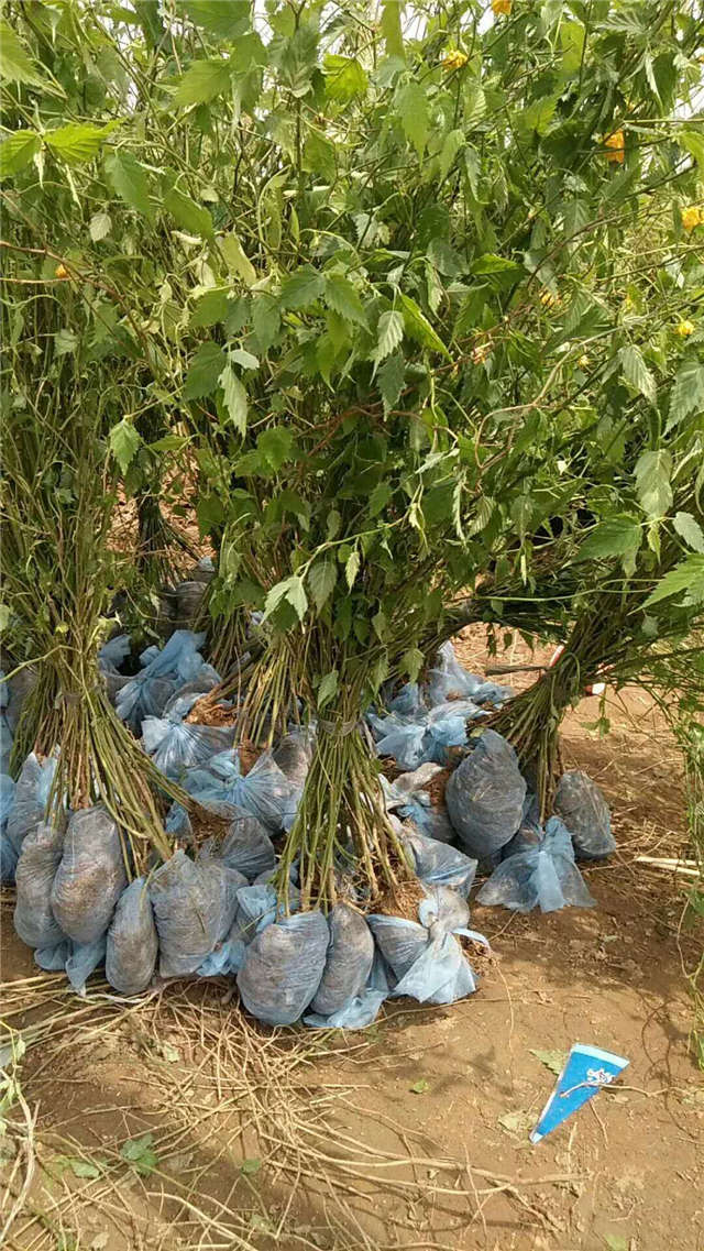 棣棠挖苗現場等待裝車