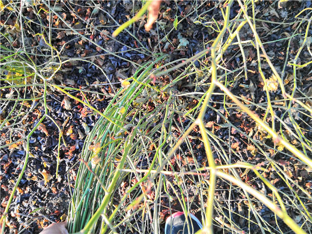 棣棠種植基地實拍