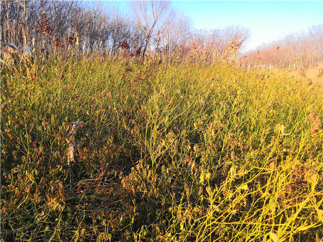 棣棠種植基地實拍