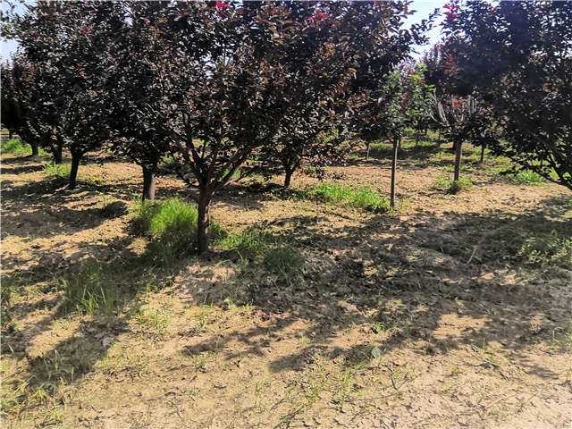 沭陽長景園林太陽李種植基地實拍圖片