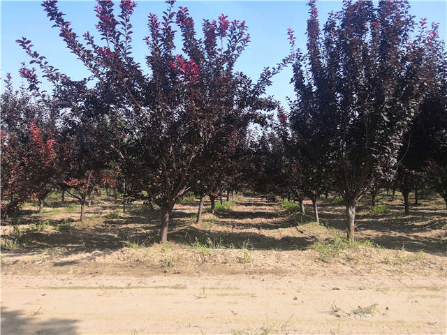 沭陽長景園林太陽李種植基地實拍圖片