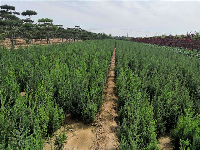 沭陽(yáng)長(zhǎng)景園林北京檜種植基地實(shí)拍圖片