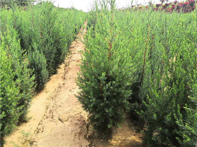 沭陽(yáng)長(zhǎng)景園林北京檜種植基地實(shí)拍圖片