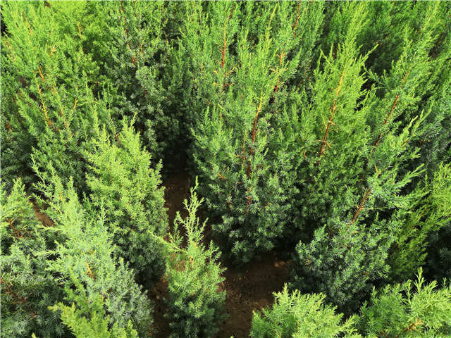 沭陽(yáng)長(zhǎng)景園林北京檜種植基地實(shí)拍圖片