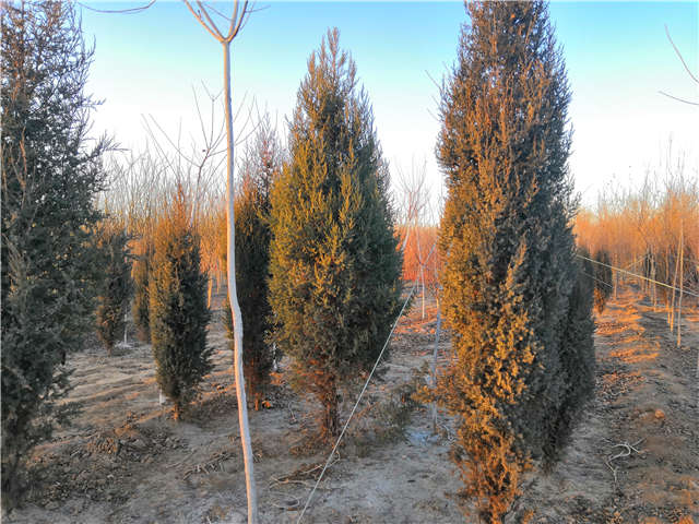 沭陽(yáng)長(zhǎng)景園林北京檜種植基地實(shí)拍圖片