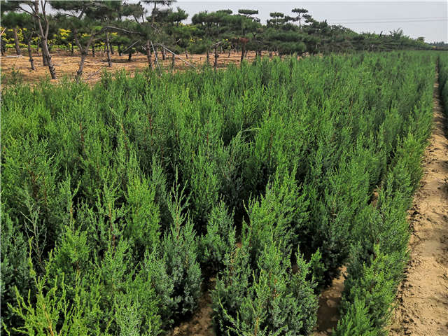 沭陽(yáng)長(zhǎng)景園林北京檜種植基地實(shí)拍圖片