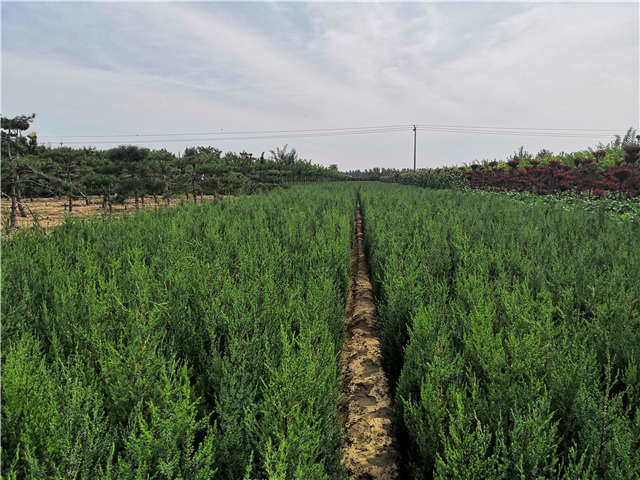沭陽(yáng)長(zhǎng)景園林北京檜種植基地實(shí)拍圖片