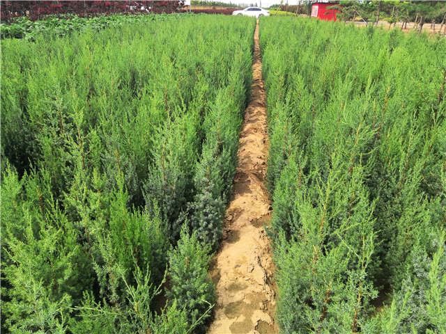 沭陽(yáng)長(zhǎng)景園林北京檜種植基地實(shí)拍圖片