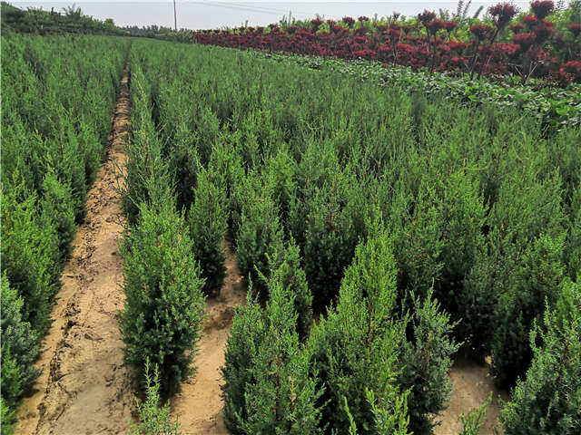沭陽(yáng)長(zhǎng)景園林北京檜種植基地實(shí)拍圖片
