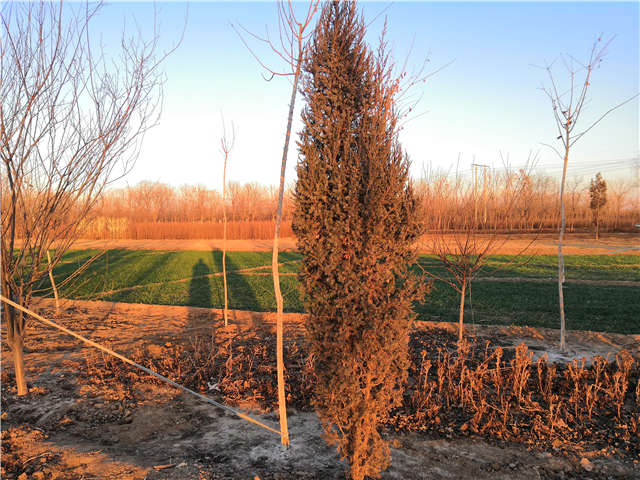 沭陽(yáng)長(zhǎng)景園林北京檜種植基地實(shí)拍圖片