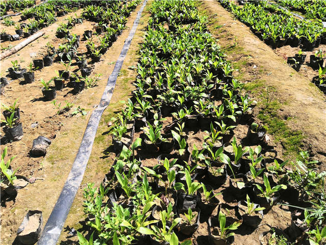 沭陽長景園林玉簪種植基地實拍圖片