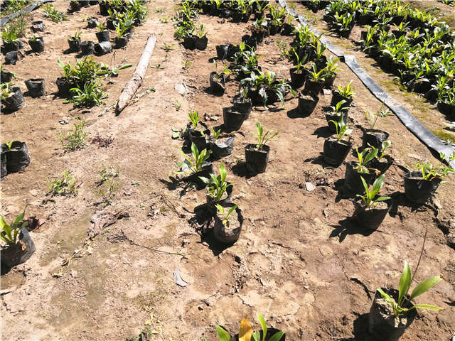 沭陽長景園林玉簪種植基地實拍圖片