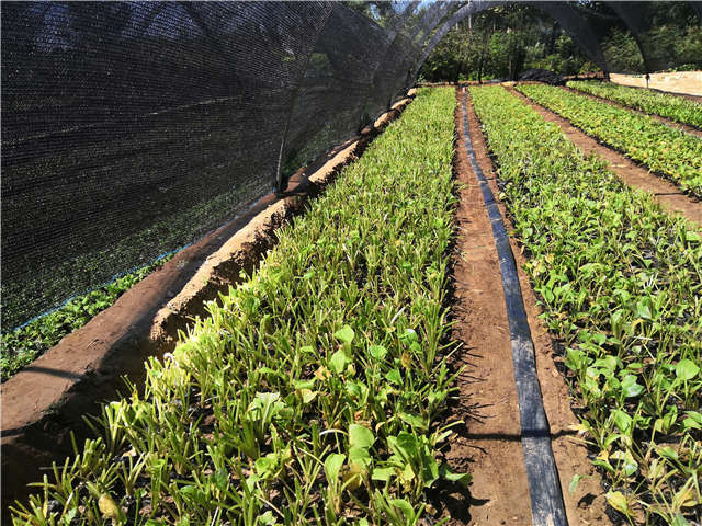 沭陽長景園林玉簪種植基地實拍圖片