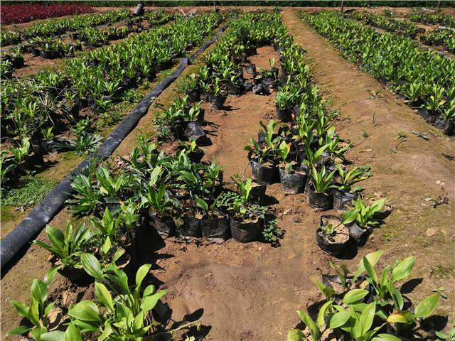 沭陽長景園林玉簪種植基地實拍圖片