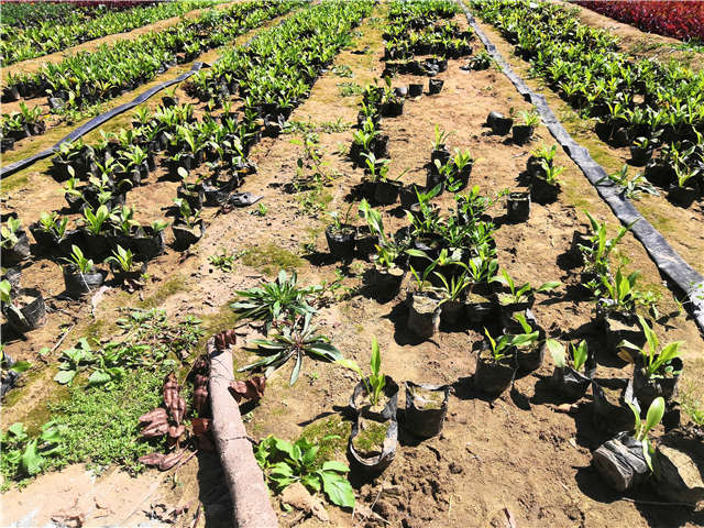 沭陽長景園林玉簪種植基地實拍圖片