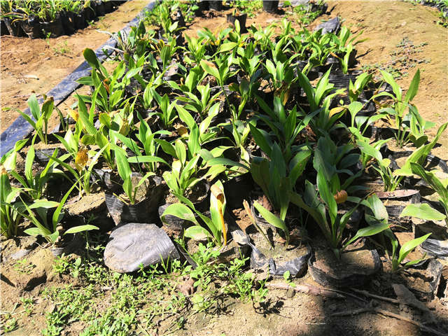 沭陽長景園林玉簪種植基地實拍圖片