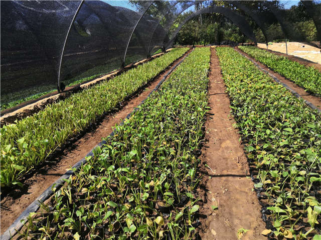 沭陽長景園林玉簪種植基地實拍圖片