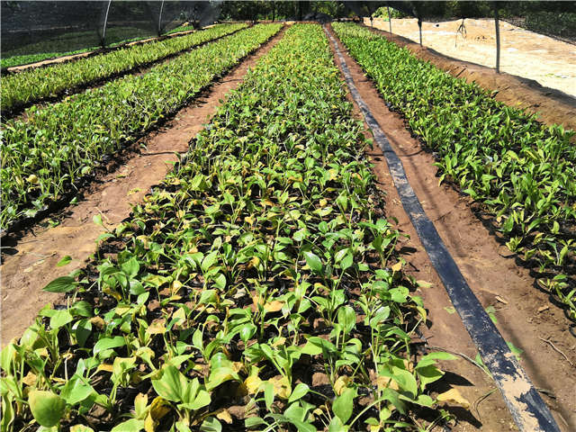 沭陽長景園林玉簪種植基地實拍圖片