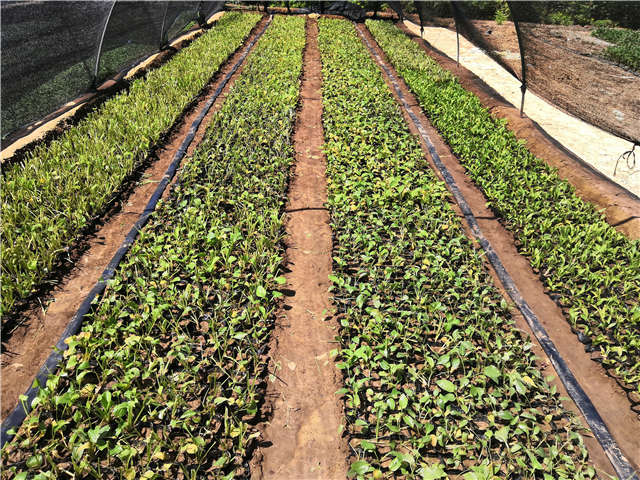 沭陽長景園林玉簪種植基地實拍圖片