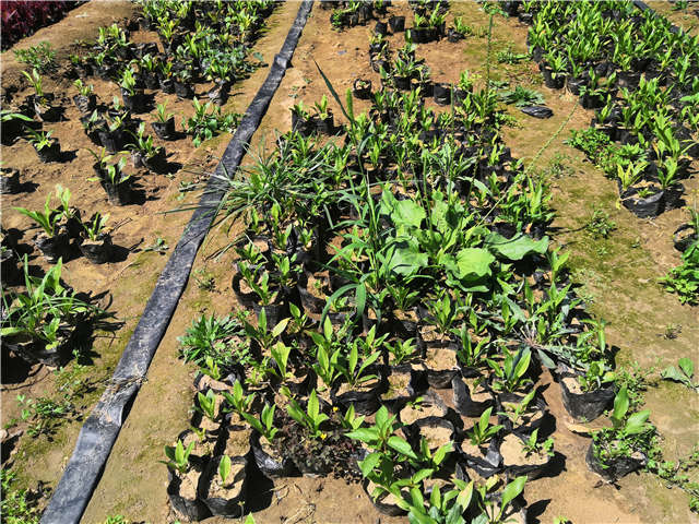 沭陽長景園林玉簪種植基地實拍圖片
