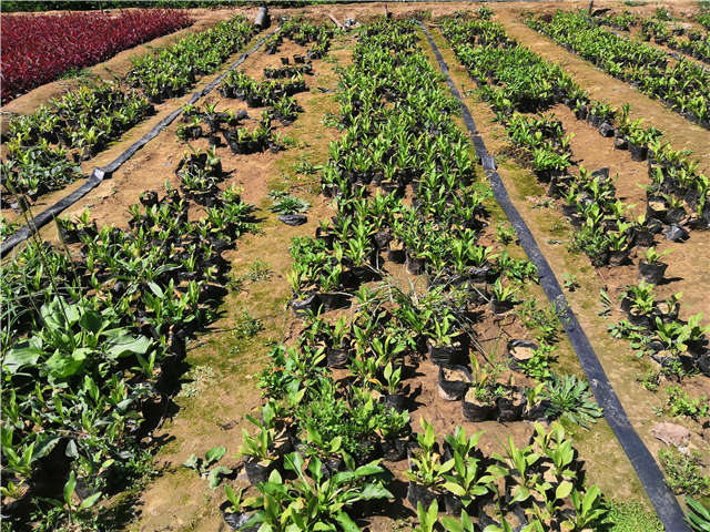 沭陽長景園林玉簪種植基地實拍圖片