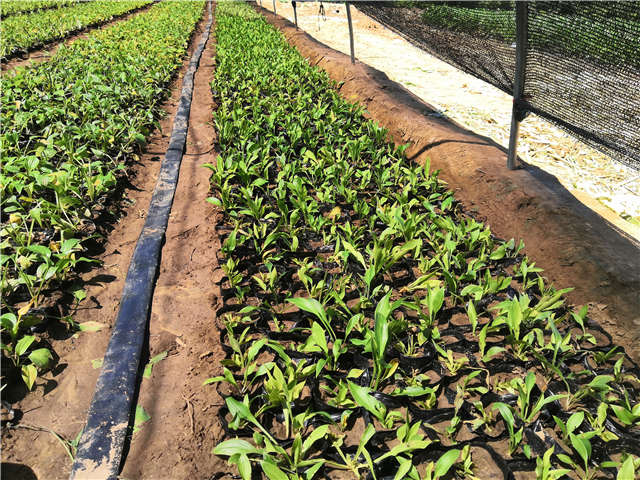 沭陽長景園林玉簪種植基地實拍圖片
