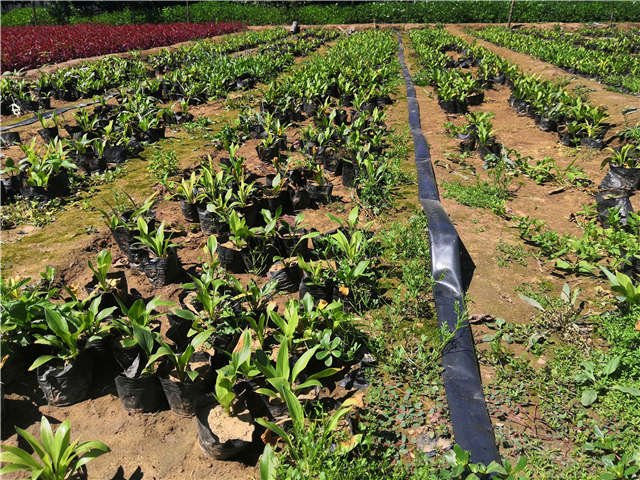 沭陽長景園林玉簪種植基地實拍圖片
