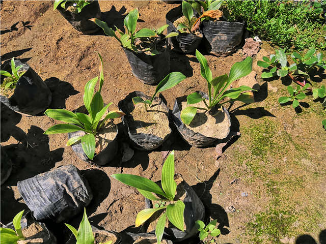 沭陽長景園林玉簪種植基地實拍圖片