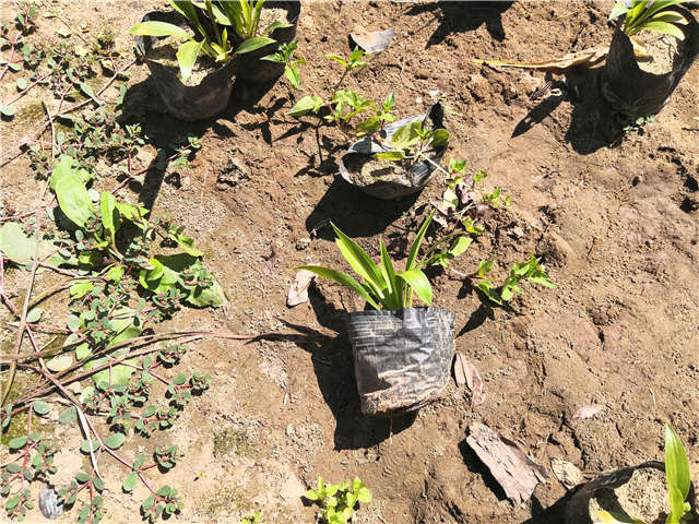 沭陽長景園林玉簪種植基地實拍圖片